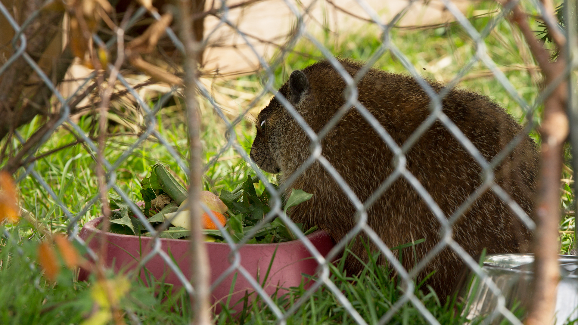 Hope for Wildlife S5E12 Hope for Humanity Knowledge.ca